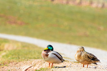 Ente und Erpel, Stockenten in der Paarungszeit