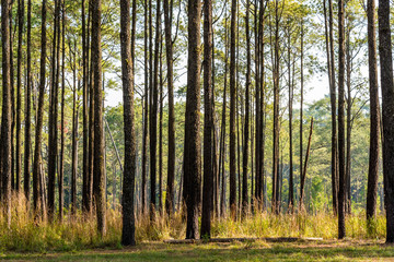 Pine forest in Northern Thailand.