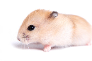 Portrait of a little hamster on an isolated background