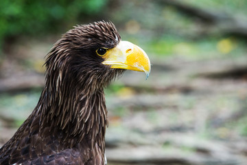 Portrait of a eagle symbol the hunting