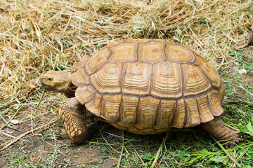 Fototapeta premium Elongated Tortoise - Indotestudo elongata
