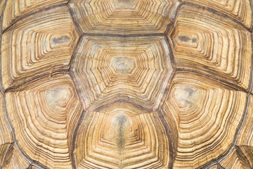 Fototapeta premium turtle's back background texture