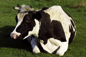 Cow on a grass background in the Ukrainian village
