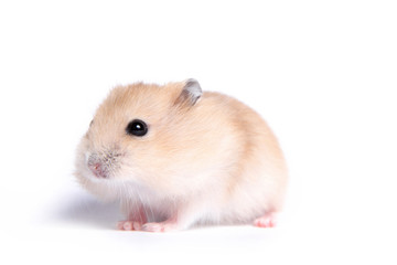 Portrait of a little hamster on an isolated background