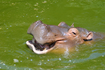 Happy smiling Hippo with an open mouth in the water on the island of Bali.Indonesia