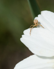 Araignée
