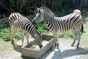 Fototapeta na wymiar Two adult Zebra close up in Indonesia