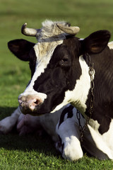 Cow on a grass background in the Ukrainian village