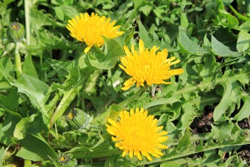 Yellow dandelions 