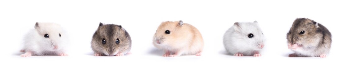 collection of Jungar hamster on a white background - obrazy, fototapety, plakaty