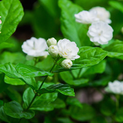 Obraz na płótnie Canvas White Jasmine Flower