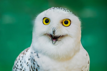 young owl perched on leather glove