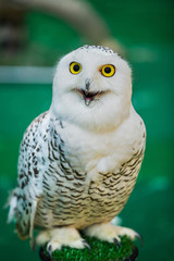 young owl perched on leather glove