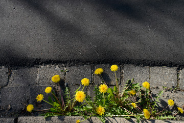 yellow dandelions and asphalt background