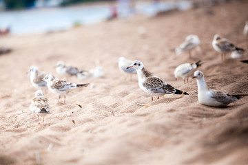 sea gulls standing on a sandy beach