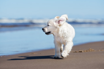 happy golden retriever puppy on a beach © otsphoto