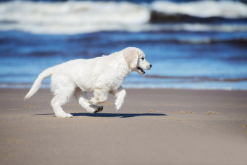 golden retriever puppy running on the beach