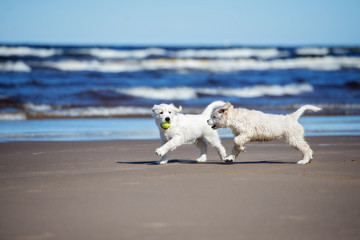 golden retriever puppies running on the beach