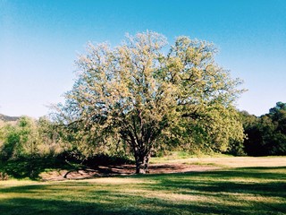 Fototapeta premium Paramount Ranch Oak Tree