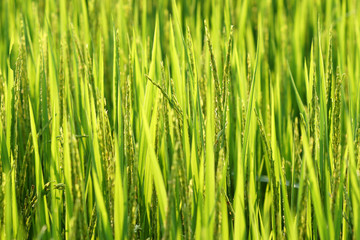Rice field