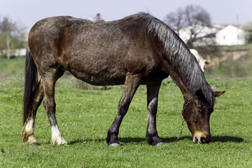 Fototapeta premium Horse on a grass background in the Ukrainian village