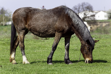 Fototapeta na wymiar Horse on a grass background in the Ukrainian village