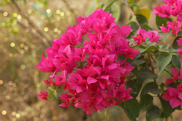 Fototapeta premium Red Bougainvillea flower.