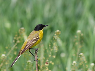 Yellow Wagtail, Motacilla flava feldegg