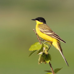 Yellow Wagtail, Motacilla flava feldegg