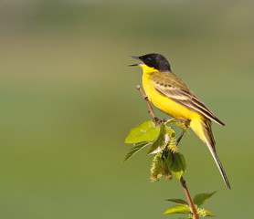 Yellow Wagtail sings, Motacilla flava feldegg