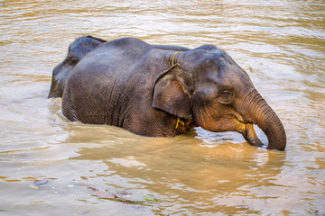 Obraz na płótnie Canvas Thai Elephant