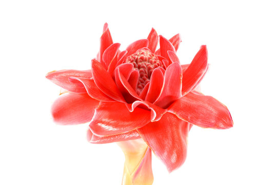 Tropical flower red torch ginger