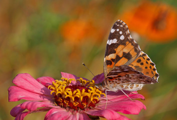 Painted Lady butterfly sitting on pink zinnia flower