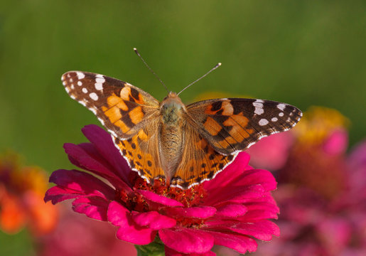 Painted Lady butterfly sitting on pink zinnia flower
