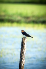 Swallows on a stump