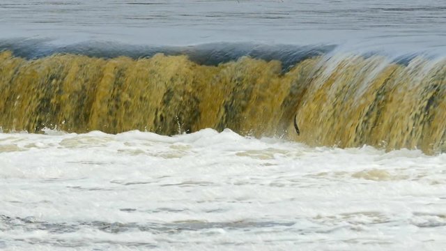 Vimba fish jumping up the Europe's widest waterfall Venta rapids in Kuldiga, Latvia during spring floods