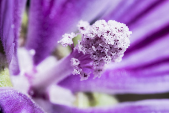 Fotografia macro de una flor