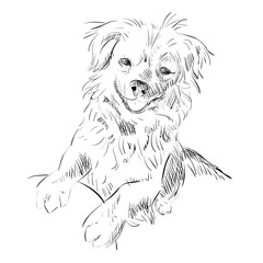 Vector sketch of dog.
