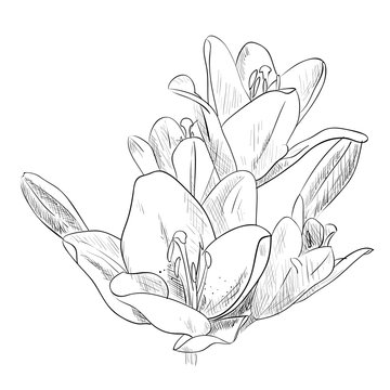 Vector sketch of flower