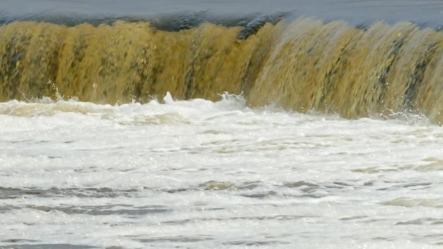 Vimba fish jumping up the Europe's widest waterfall Venta rapids in Kuldiga, Latvia during spring floods