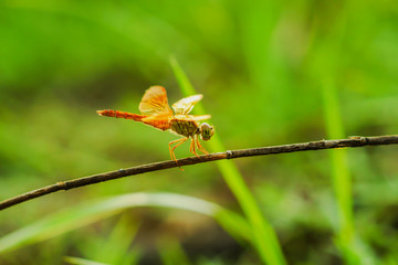 dragonfly on a light background