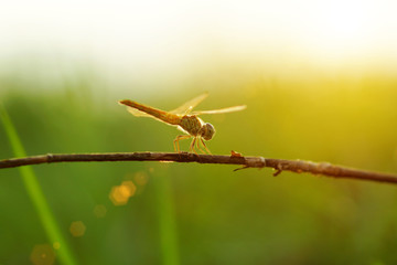 dragonfly on a light background