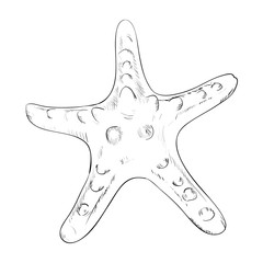 Vector sketch of starfish