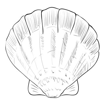 Vector sketch of shell