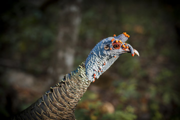Colorful wild bird close up in natural habitat