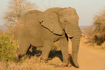 Lone African Elephant bull about the cross the road while browsing in the bush