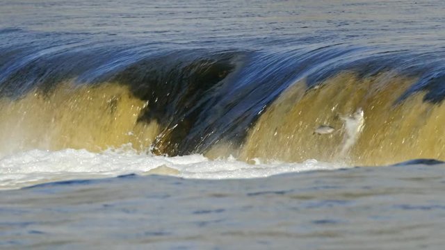 Vimba fish jumping up the Europe's widest waterfall Venta rapids in Kuldiga, Latvia during spring floods