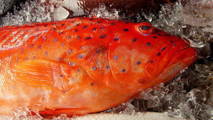 gro&szlig;er roter Fisch mit blauen Punkten auf Fischmarkt in Asien
