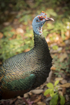Wild turkey bird close up in natural habitat