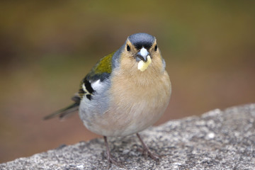 Buchfink auf Madeira